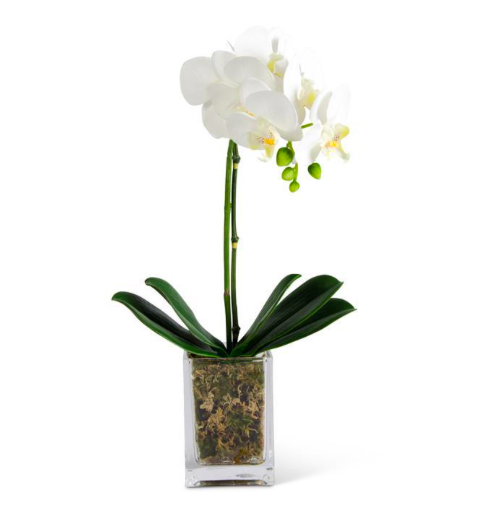 White Orchid in Square Glass Container | Village House Home